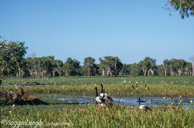 5 Australia kakadu 114