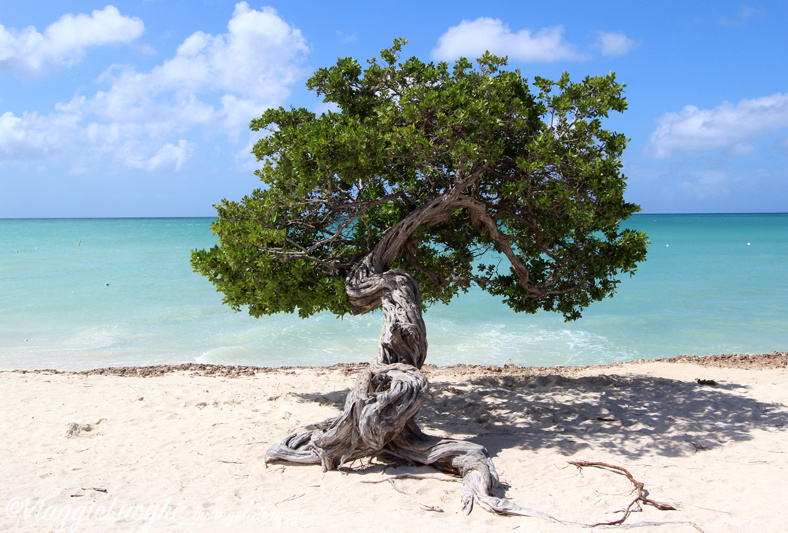 Aruba nov 2014 387 Divi divi tree