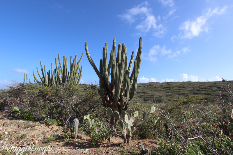 Aruba nov 2014 407