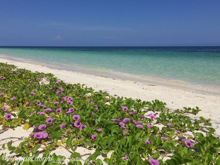 Cuba Cayo Levisa 5