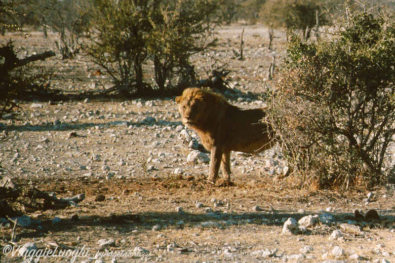 Namibia 88 117b