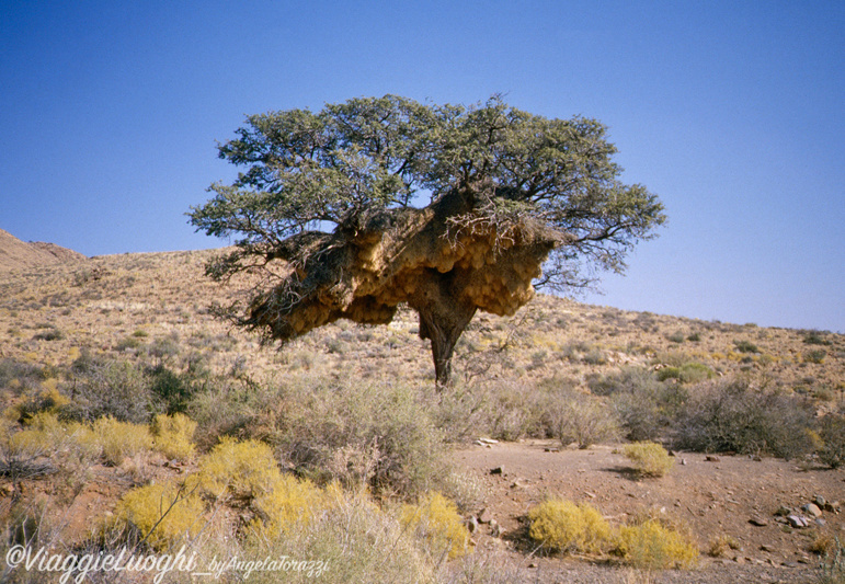 Namibia 88 (21)