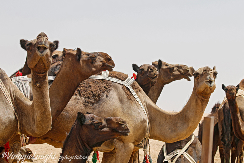 Oman Sep 2016 -374 Rub al Khali