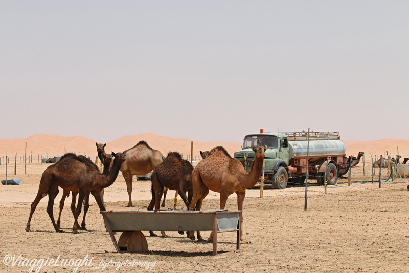 Oman Sep 2016 -375 Rub al Khali