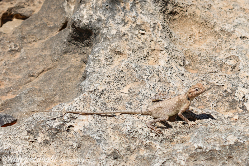 Oman Sep 2016 -675 Al Khaluf