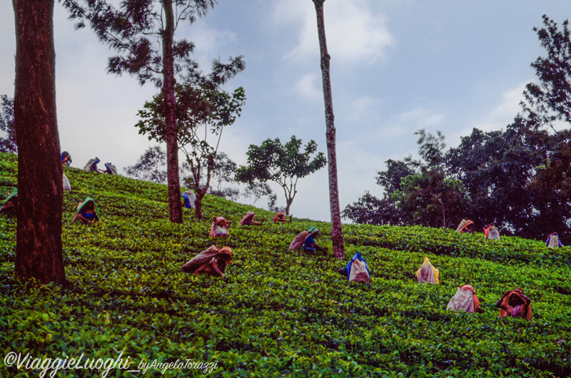 Sri Lanka ’96 076bc Nuwara Eliya