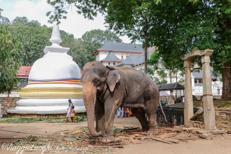 Sri Lanka Aug 14 1093 Kandy