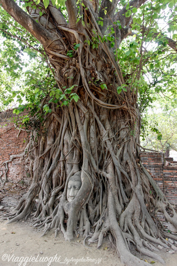 Thailandia Ayutthaya Mar 14 515