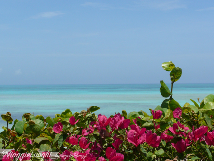 Turks & Caicos Parrot Cay June 2012 094