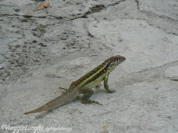 Turks & Caicos Parrot Cay June 2012 172