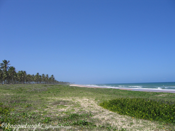 BRASILE Praia do Forte 8