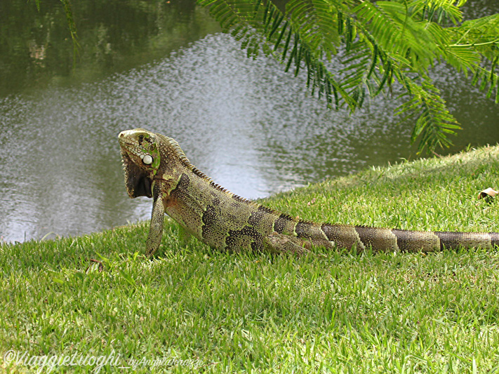 BRASILE S. Bahia 3