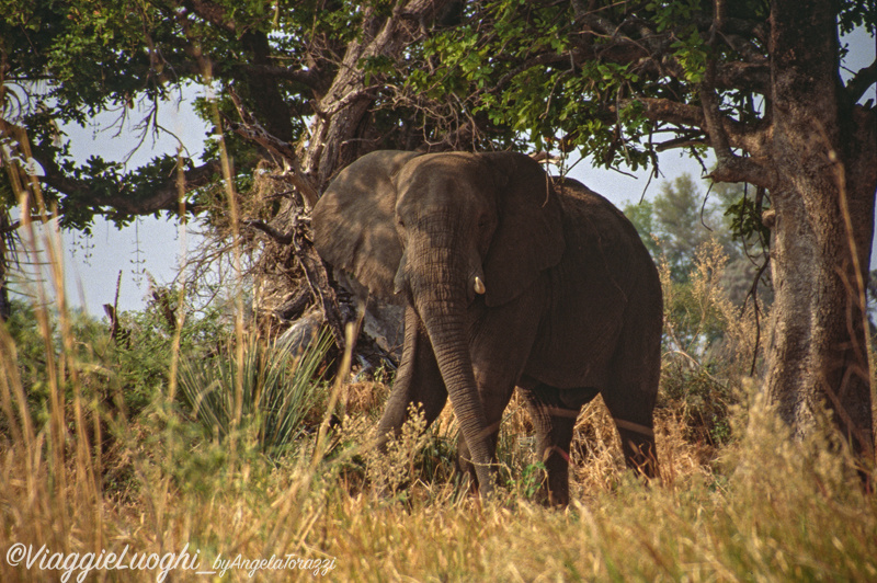 Botswana Delta 2