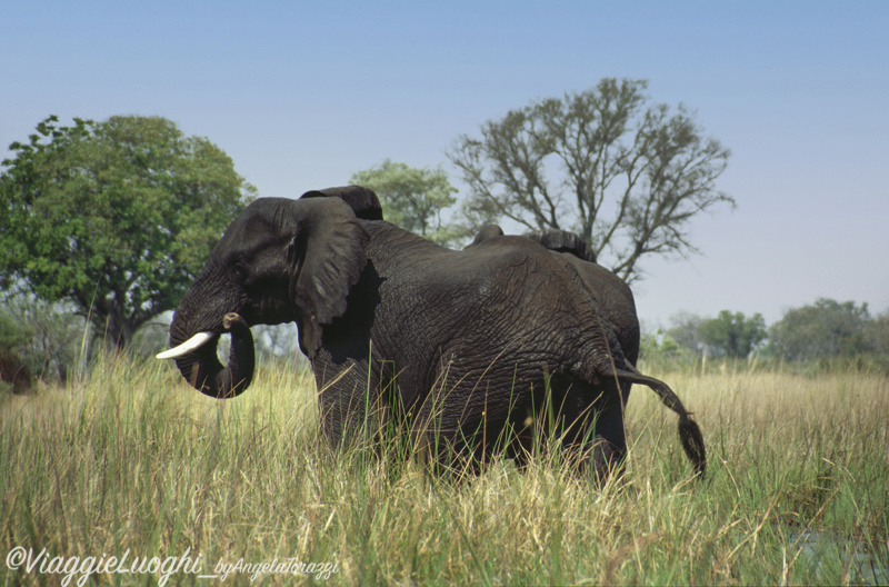 Botswana Delta 7