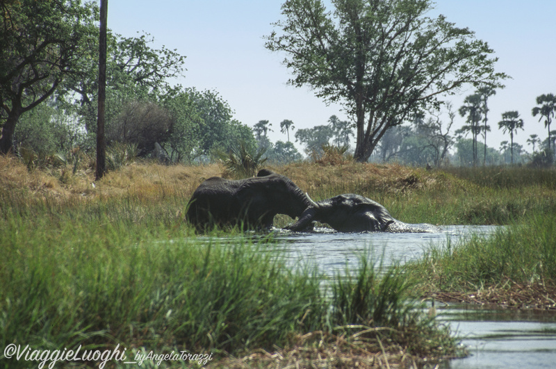 Botswana Delta 8