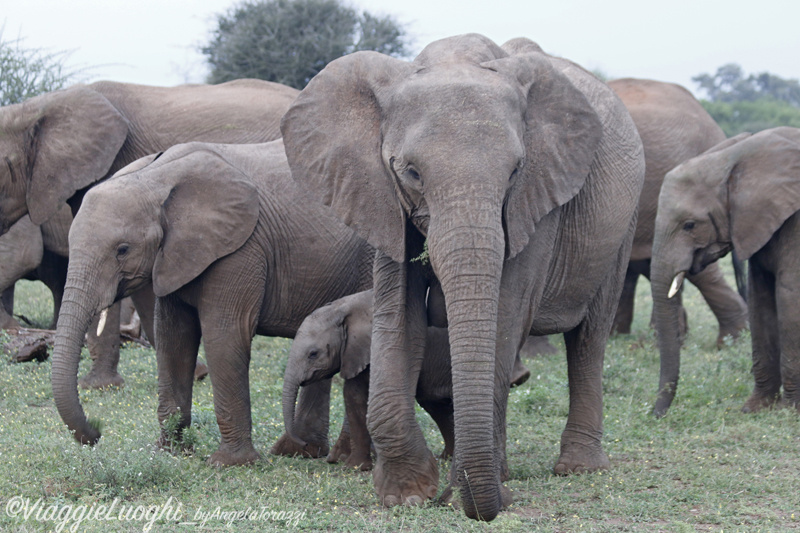 Botswana Mashatu 10