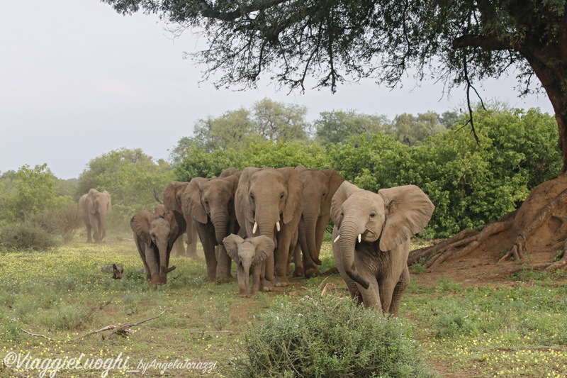 Botswana Mashatu 14