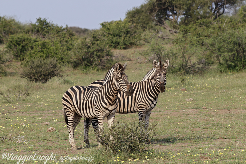 Botswana Mashatu 24