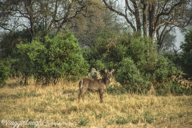 Botswana Moremi 2