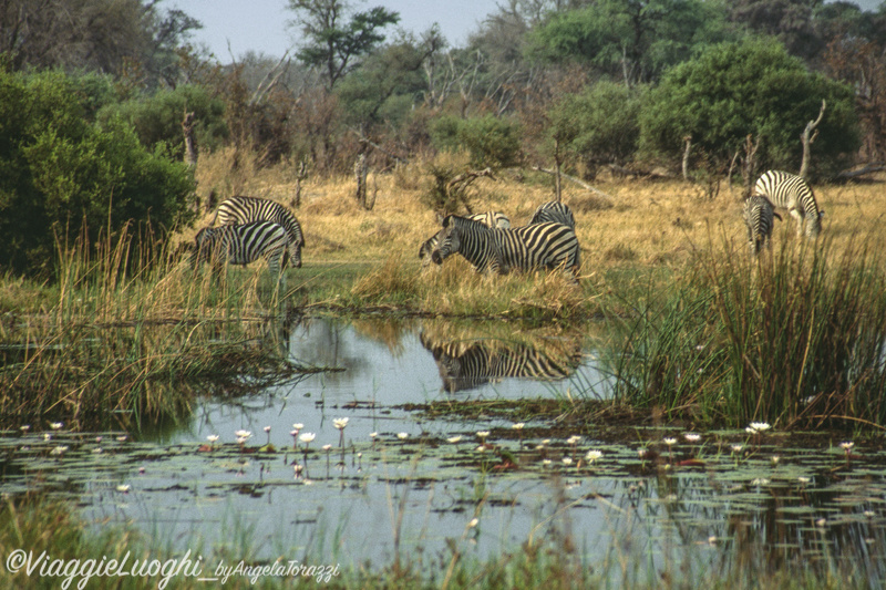 Botswana Moremi 3