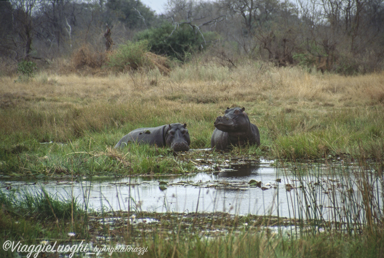 Botswana Moremi 6