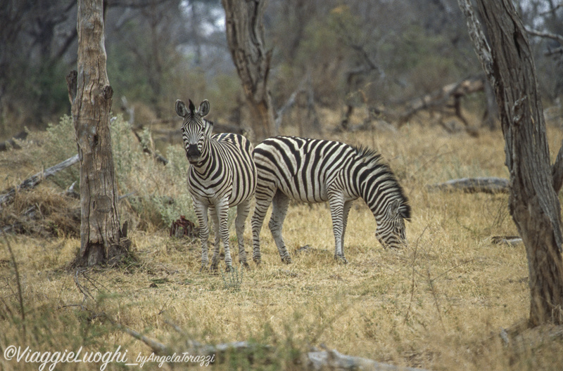 Botswana Moremi 7