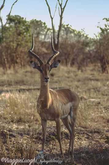 Botswana Savuti 4