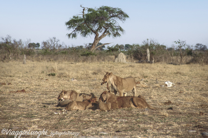 Botswana Savuti 5