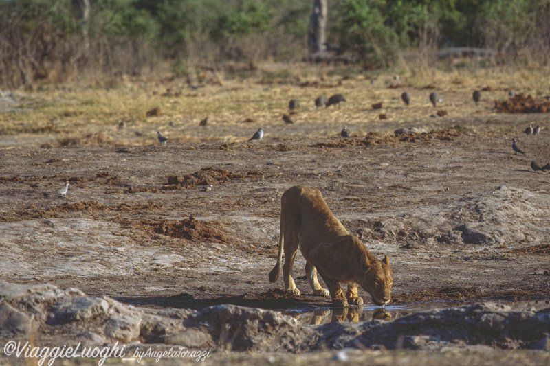 Botswana Savuti 7