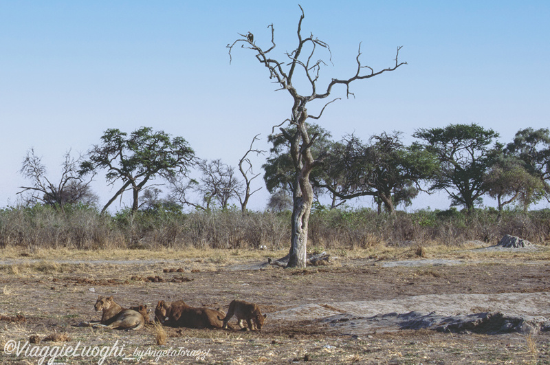 Botswana Savuti 8