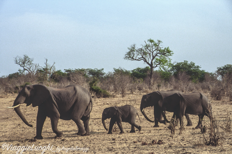 Botswana u Chobe 10