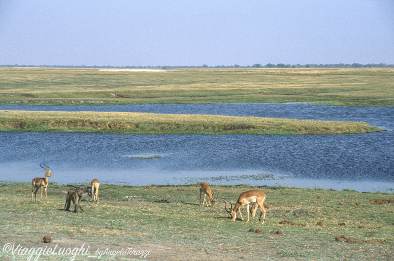 Botswana u Chobe 3