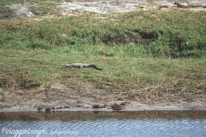 Botswana u Chobe 4