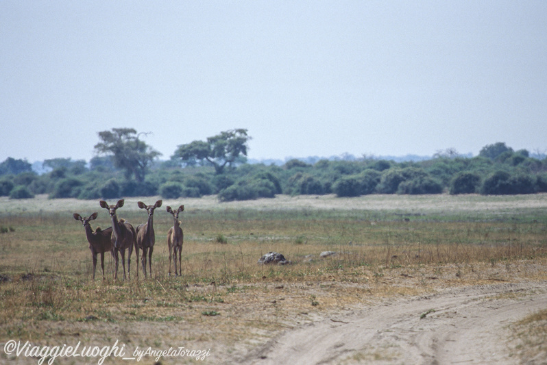 Botswana u Chobe 7