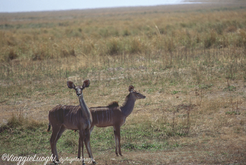 Botswana u Chobe 8