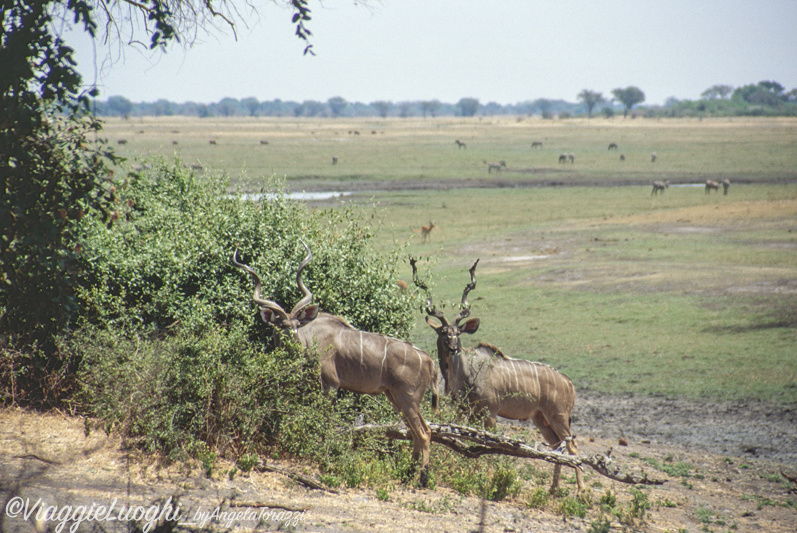 Botswana u Chobe 9