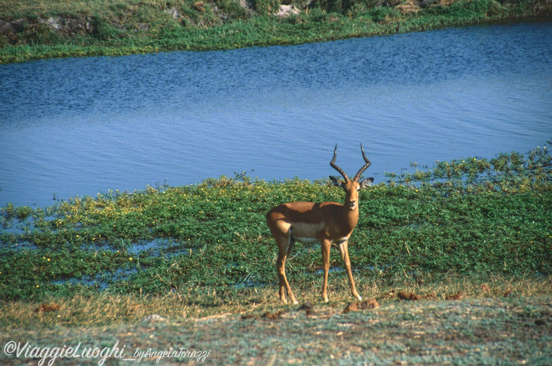 Botswana-u-Chobe(27b)