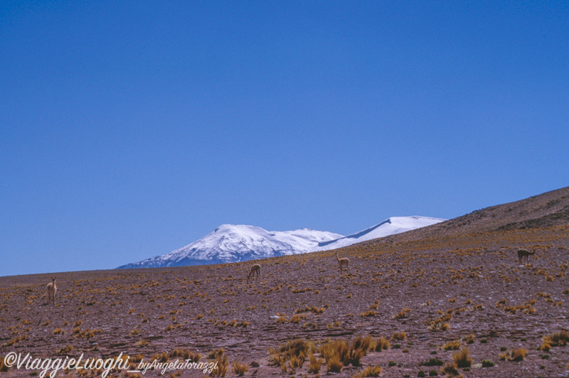 Cile Nord, Atacama 22