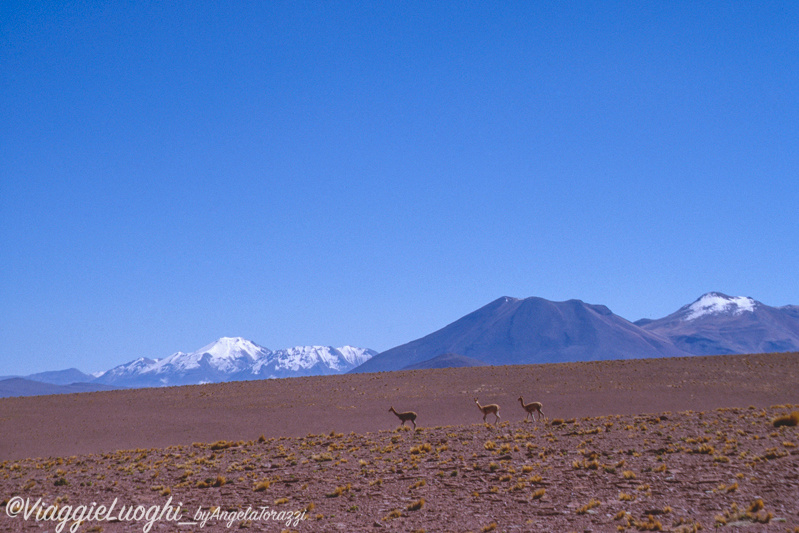 Cile Nord, Atacama 23