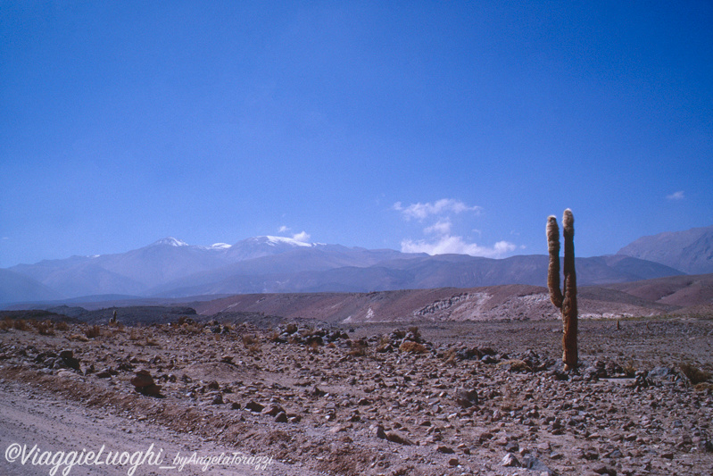 Cile Nord, Atacama 24