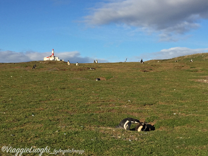 Patagonia Dec 2019 -1764 Is. Magdalena