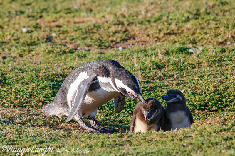 Patagonia Dec 2019 -1766 Is. Magdalena