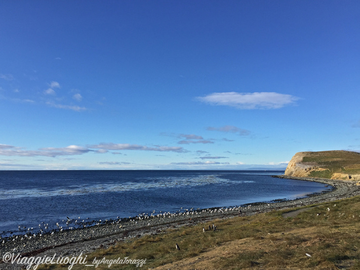 Patagonia Dec 2019 -1809 Is. Magdalena