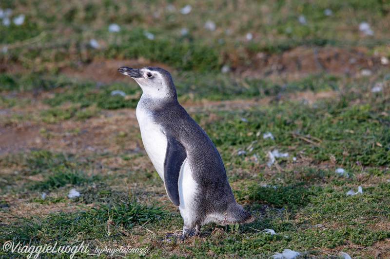 Patagonia Dec 2019 -1813 Is. Magdalena