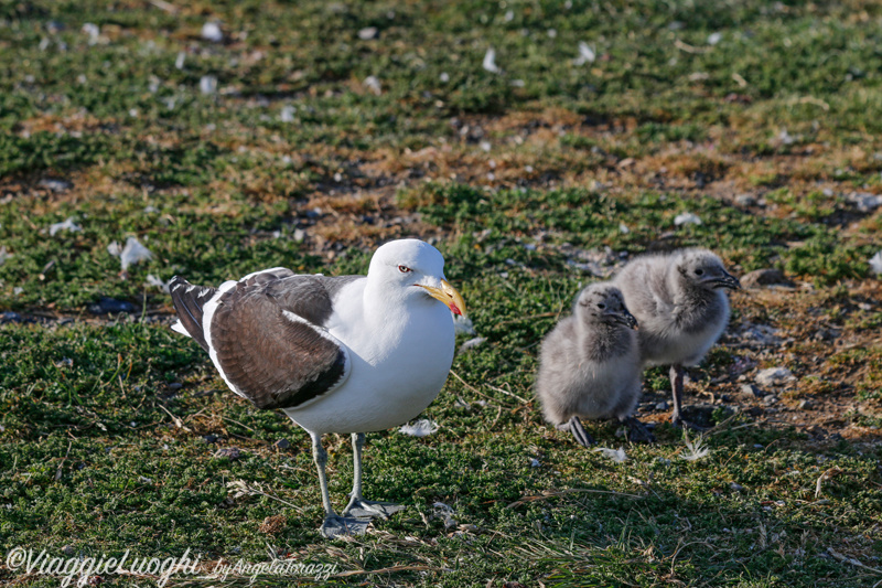 Patagonia Dec 2019 -1835 Is. Magdalena