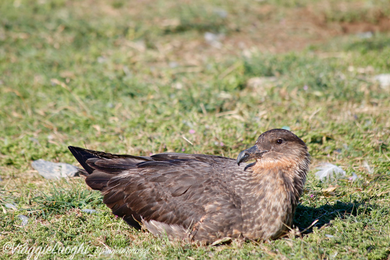 Patagonia Dec 2019 -1904 Is. Magdalena