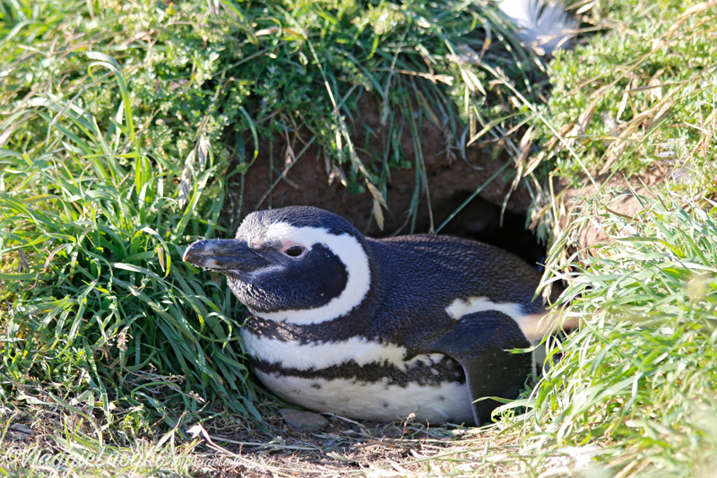 Patagonia Dec 2019 -1931 Is. Magdalena