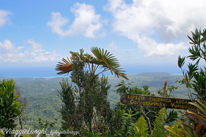 Cuba Aug 2016-676 El Yunque