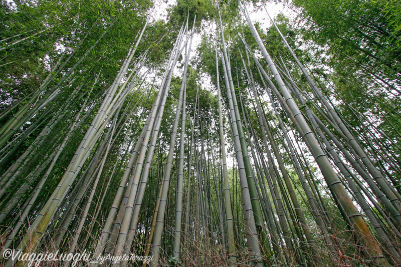 Giappone Aug 2019-2991x (2748)Arashiyama