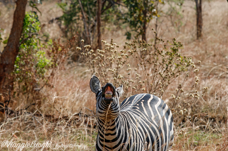 Ruanda Akagera 14